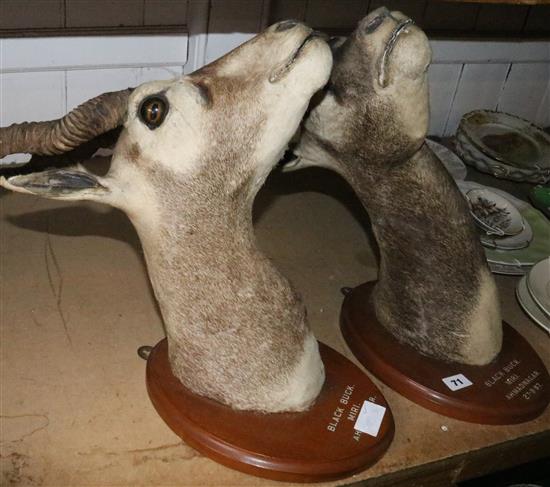 Pair of mounted bucks heads